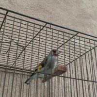 سلام سهره دورگ کوتاه بلند خون جفتی قناری به شرط|پرنده|قرچک, شهرک طلائیه|دیوار