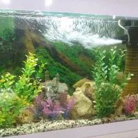 آکواریم|ماهی|اسلام‌شهر, شهرک قائمیه|دیوار