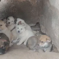 توله سگ|سگ|باشتین, |دیوار