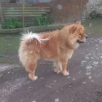 سگ چاو چاو|سگ|کوچصفهان, |دیوار