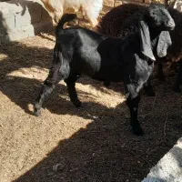 بزبادوتاکهره|حیوانات مزرعه|کرمان, |دیوار