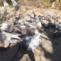 تعداد کبوتر سرور نکریز نک جمفروشی یکجا|پرنده|ساروق, |دیوار