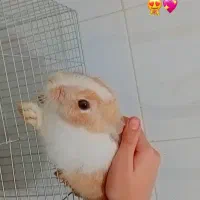 خرگوش ناز و بازیگوش با قفس