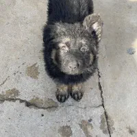 سگ ژرمن ۳ ماهه