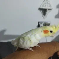 عروس هلندی ماده بالغ معاوضه با ماده بالغ|پرنده|مشهد, شهید قربانی|دیوار