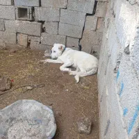 سگ پنج ماهه سرابی