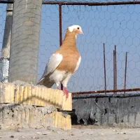 طوقی قفل