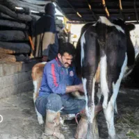 نگهبان دامداری و سرایعداری