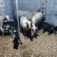 فروش ۱۰ راس وره مار|حیوانات مزرعه|قائم‌شهر, |دیوار