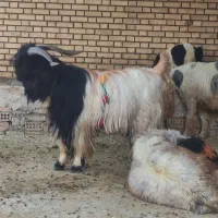 چپش دوبر جلو رو