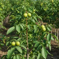 فرصت محدود فروش نهال گلابی درجه‌یک|خدمات باغبانی و درختکاری|رشت, پارک شهر|دیوار