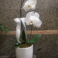 گل ارکیده|گل و گیاه طبیعی|رشت, معلم|دیوار