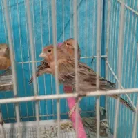 قناری ماده|پرنده|تربت جام, شاد|دیوار