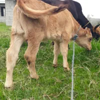 گاو محلی شیری با گوساله ماده سیمنتال امپولی|حیوانات مزرعه|رشت, یخسازی|دیوار