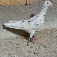 دو عدد کفتر قلدر پرشی بشرط|پرنده|نصر آباد, |دیوار