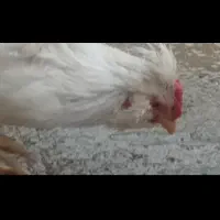 جوجه خروس گلین اصل|حیوانات مزرعه|ساوه, |دیوار