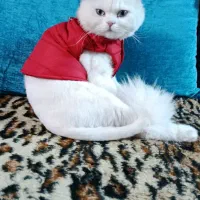 گربه ماده پرشین