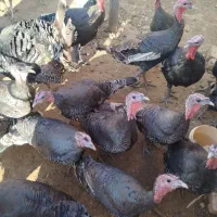 تعدادی بوقلمونو نر و ماده جوان|حیوانات مزرعه|قیدار, |دیوار