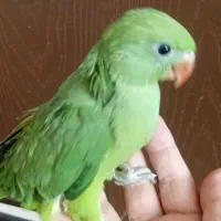 فروش جوجه ملنگو