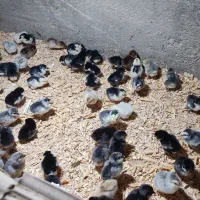 جوجه و تخم نطفه دار گلین لری اصل|حیوانات مزرعه|تهران, ایران|دیوار