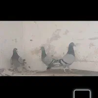 پلاکی نروماده و ماده