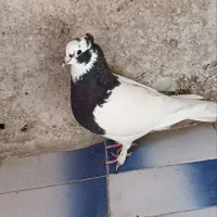 4عدد کبوتر معاوضه با عروس هلندی و مرغ عشق