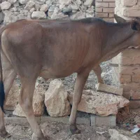 گوساله