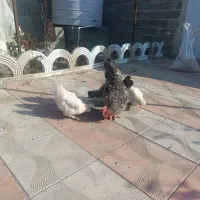 فروش مرغ ابریشمی|حیوانات مزرعه|سلماس, |دیوار