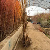 نهال گردوی اعلا و ویژه مناطق شما