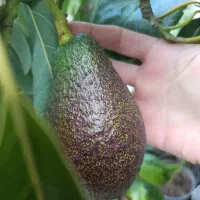 نهالستان تخصصی اواکادو ارقام تجاری و کمیاب پیوندی