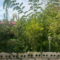 سریدارویلا