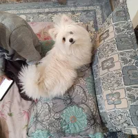 نژاد شیرانین  اصیل