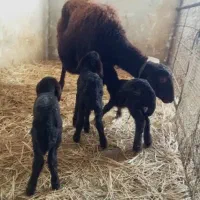 بره شیری،ژندار،افشار ،اصل جنس