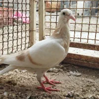 دوتا جوجه هیچ پره