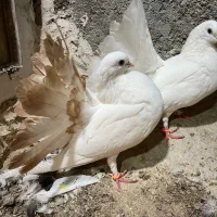 دم چتری کانادایی|پرنده|کاشان, لتحر|دیوار