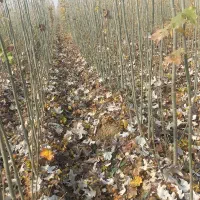 جشنواره فروش نهال بمناسبت شب یلدا