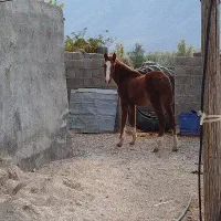 کره مادیان پنج نشان