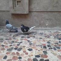 چهار کبوتر سه عدد پلاکی ویک شهری|پرنده|شیراز, دلجو|دیوار