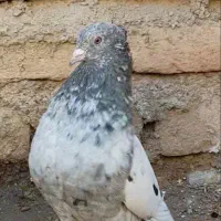 سینه سار نر کاکلی،ماده کله