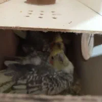 عروس هلندی|پرنده|ماکو, |دیوار