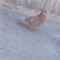 جفت کفتر قره مشگی دمسفید ماده با کله دمسفید نر|پرنده|مشهد, قائم|دیوار