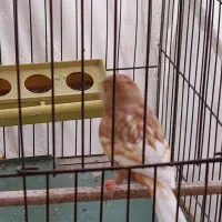 یک جفت فائو|پرنده|فشم, |دیوار