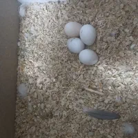 مینا با یک جفت عروس