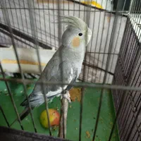 عروس هلندی ۴ ماهه|پرنده|محمدیه-قزوین, |دیوار