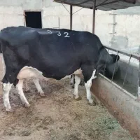 فروش دو عدد گاو|حیوانات مزرعه|اقبالیه, |دیوار