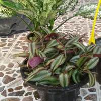 گل وگیاه طبیعی قیمت مناسب|گل و گیاه طبیعی|برازجان, |دیوار