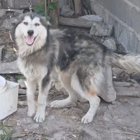 سگ هاسکی سیبری