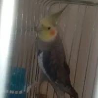 عروس هلندی|پرنده|هشتگرد, شهرک وحدت|دیوار