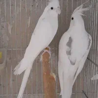 عروس هلندی|پرنده|خاش, |دیوار