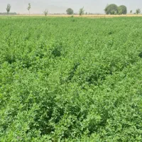 یونجه پر برگ سرسبز چین دوم و سوم